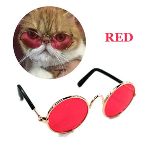 Brother Cat Glasses